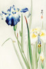 Irises Poster Print by Ohara Koson # 54986