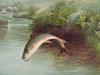 Leaping Brook Trout�_ Poster Print by Samuel Kilbourne # 54808