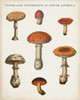 Mushroom Chart III Light Poster Print by Wild Apple Portfolio Wild Apple Portfolio # 54721