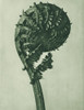 enlarged 8 times from Urformen der KunstÔøΩ_ Poster Print by Karl Blossfeldt # 54751