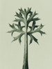 Eryngium Bourgatii Poster Print by Karl Blossfeldt # 54734