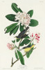 Canada Warbler Poster Print by John James Audubon # 53687