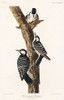 Red-Cockaded Woodpecker Poster Print by John James Audubon # 53572