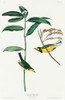 Hooded Warbler Poster Print by John James Audubon # 53653