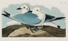 Kittiwake Gull Poster Print by John James Audubon # 53549