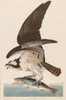 Fish Hawk, or Osprey Poster Print by John James Audubon # 53561