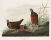 Blue-headed Pigeon Poster Print by John James Audubon # 53468