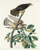 Pigeon Hawk Poster Print by John James Audubon # 53560