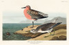Red-breasted Sandpiper Poster Print by John James Audubon # 53543