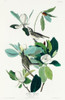 Warbling Flycatcher Poster Print by John James Audubon # 53684