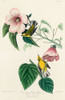 Blue-winged Yellow Warbler Poster Print by John James Audubon # 53683
