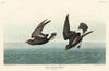 Least Stormy-Petrel Poster Print by John James Audubon # 53542