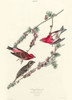 Purple Finch Poster Print by John James Audubon # 53692