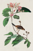 Bachmans Finch Poster Print by John James Audubon # 53693