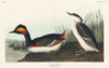 Eared Grebe Poster Print by John James Audubon # 53536