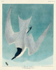 Marsh Tern Poster Print by John James Audubon # 53544