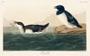Little Auk Poster Print by John James Audubon # 53534