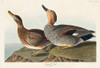 Gadwall Duck Poster Print by John James Audubon # 53546