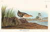 Yellow-breasted Rail Poster Print by John James Audubon # 53580