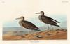 Pectoral Sandpiper Poster Print by John James Audubon # 53541