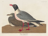 Black-headed Gull Poster Print by John James Audubon # 53537