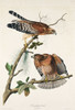 Red-shouldered Hawk Poster Print by John James Audubon # 53428