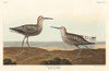 Long-legged Sandpiper Poster Print by John James Audubon # 53586