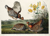 Pinnated Grouse Poster Print by John James Audubon # 53433