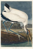 Wood Ibis Poster Print by John James Audubon # 53429