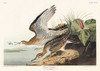 Bartram Sandpiper Poster Print by John James Audubon # 53585