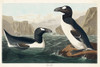 Great Auk Poster Print by John James Audubon # 53423