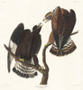Rough-legged Falcon Poster Print by John James Audubon # 53422