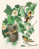 Baltimore Oriole Poster Print by John James Audubon # 53401