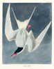 Great Tern Poster Print by John James Audubon # 53397