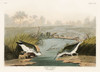 Spotted Sandpiper Poster Print by John James Audubon # 53396