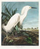 Snowy Heron, or White Egret Poster Print by John James Audubon # 53404