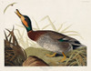 Bemaculated Duck Poster Print by John James Audubon # 53412