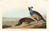 California Partridge Poster Print by John James Audubon # 53408