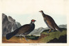 Long-tailed or Dusky Grous Poster Print by John James Audubon # 53411