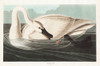 Trumpeter Swan Poster Print by John James Audubon # 53354