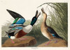 Shoveller Duck Poster Print by John James Audubon # 53441