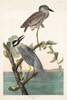 Yellow-Crowned Heron Poster Print by John James Audubon # 53453
