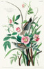 Seaside Finch Poster Print by John James Audubon # 53376
