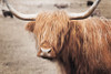 Scottish Highland Cattle I Neutral Poster Print by Alan Majchrowicz # 53120