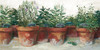 Pots of Herbs I White Poster Print by Carol Rowan # 53038