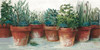 Pots of Herbs II White Poster Print by Carol Rowan # 53039