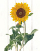 Cottage Sunflower Poster Print by Sue Schlabach # 53138