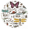 Insect Circle II Bright v2 Poster Print by Wild Apple Portfolio Wild Apple Portfolio # 52904