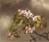 Hummingbird and Apple Blossoms Poster Print by Martin Johnson Heade # 52972