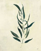 Botanical Study VI Poster Print by Julia Purinton # 51538